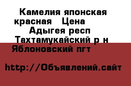 Камелия японская красная › Цена ­ 500 - Адыгея респ., Тахтамукайский р-н, Яблоновский пгт  »    